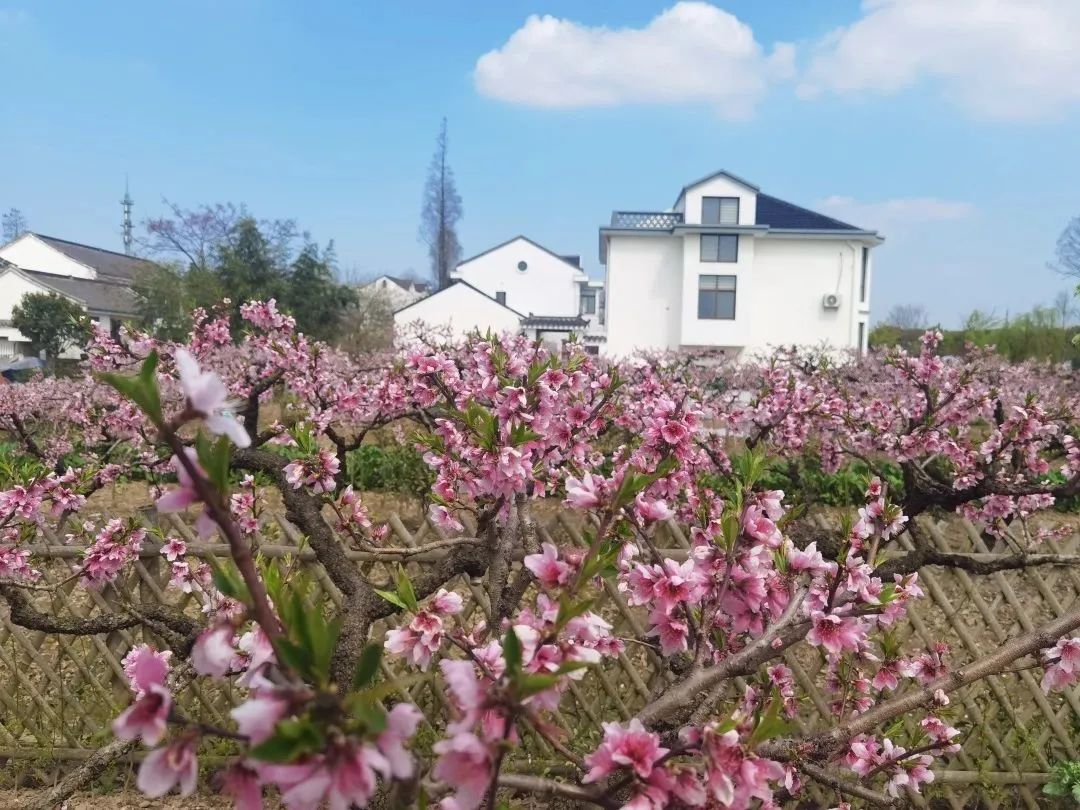 在错落有致的古建筑民宿前留影